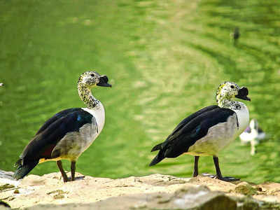 No Kambala at Pilikula Biological Park, plead animal activists