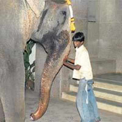 Gentle giant begs to feed her mahout