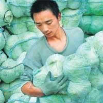 Chinese citizens help cabbage farmers with rotting stock