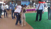 Great Danes compete at the dog show held in Coimbatore 