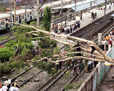 Tree collapse in Dadar hits train services