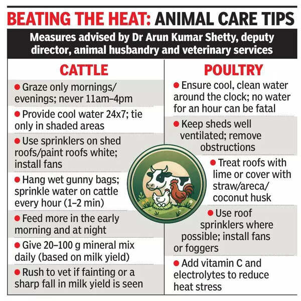 Heat stress hits cattle, poultry in coastal Karnataka