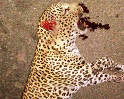 Tempo crushes leopard to death, injures another