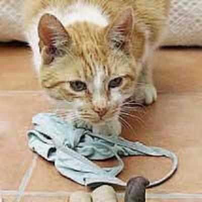 The cat burglar: Knicker thief Oscar is wanted by UK police