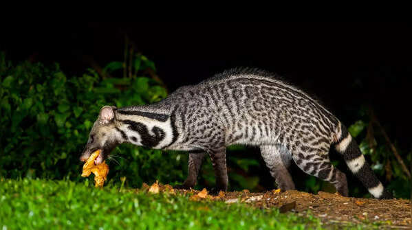 ​Tamil Nadu to UP: State animals of different Indian states and UTs