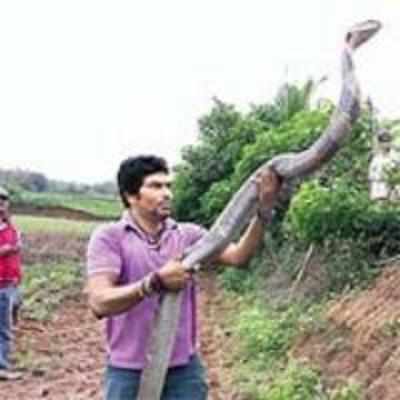 The man who caught a King Cobra by its tail