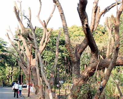 BMC demands probe after university hacks 15 trees