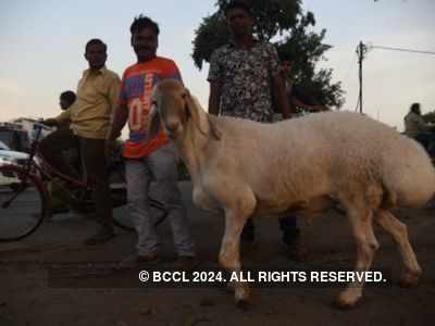 Bombay High Court refuses to allow animal slaughter in apartments on Bakri Id