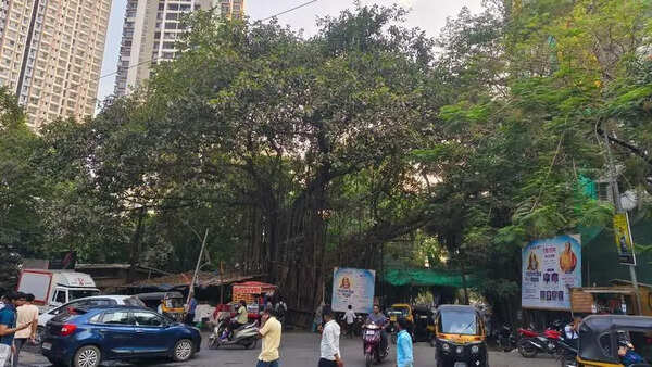 ‘Major details missing in civic body’s notice’: Maharashtra citizens oppose 100-year-old banyan tree removal on Balkum road