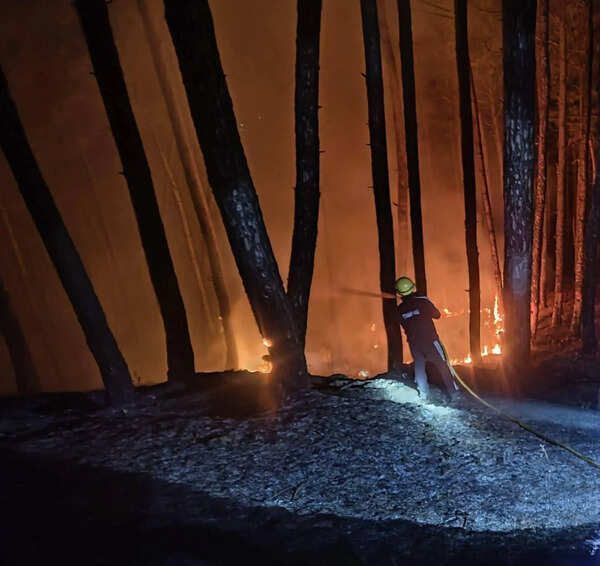 63 ha gutted in 111 forest fire incidents since Feb
