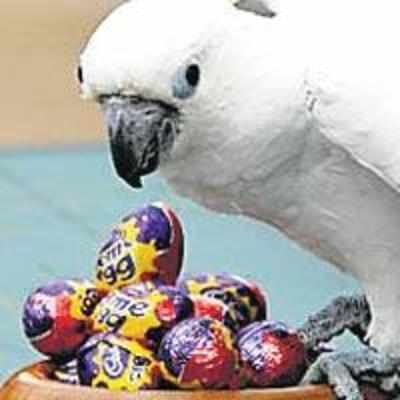 Keep away from my choco eggs!
