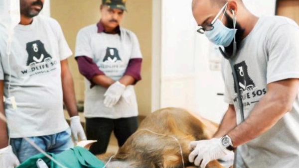 Sambar back on its hooves after laser for dog-bites