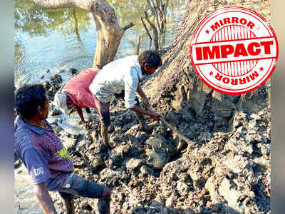 State mangrove cell razes illegal bunds