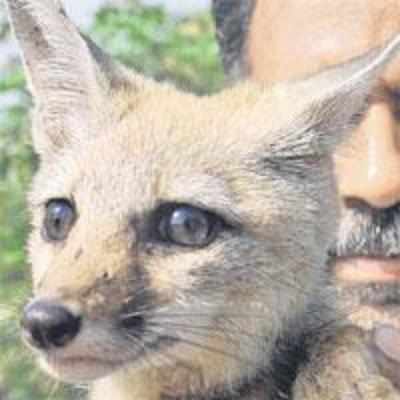 Out-foxed in Thane