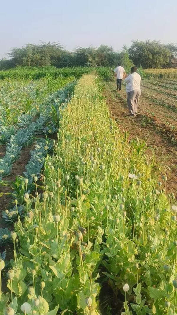 Opium cultivation pegged at Rs 11cr busted near Bhavnagar