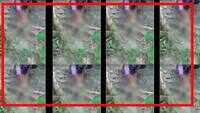 Horrific! Monkey tortured, black paint poured on it in UP's Pilibhit 