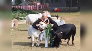 Punganur Cow: The world's smallest and cutest cattle breed from India