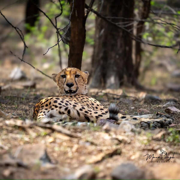 Three cheetahs from Kuno to make Gujarat’s Banni their new home