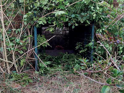 Cage set up to trap leopard after second sighting