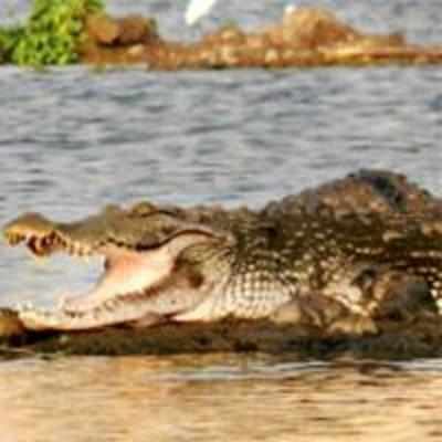 Panic in Powai after croc attack