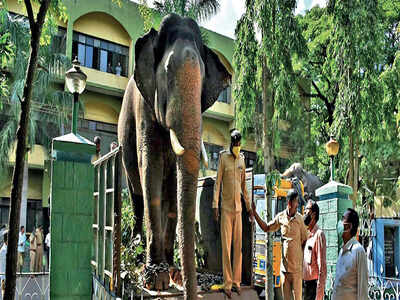 Mysuru: Dasara’s jumbo 5 have arrived