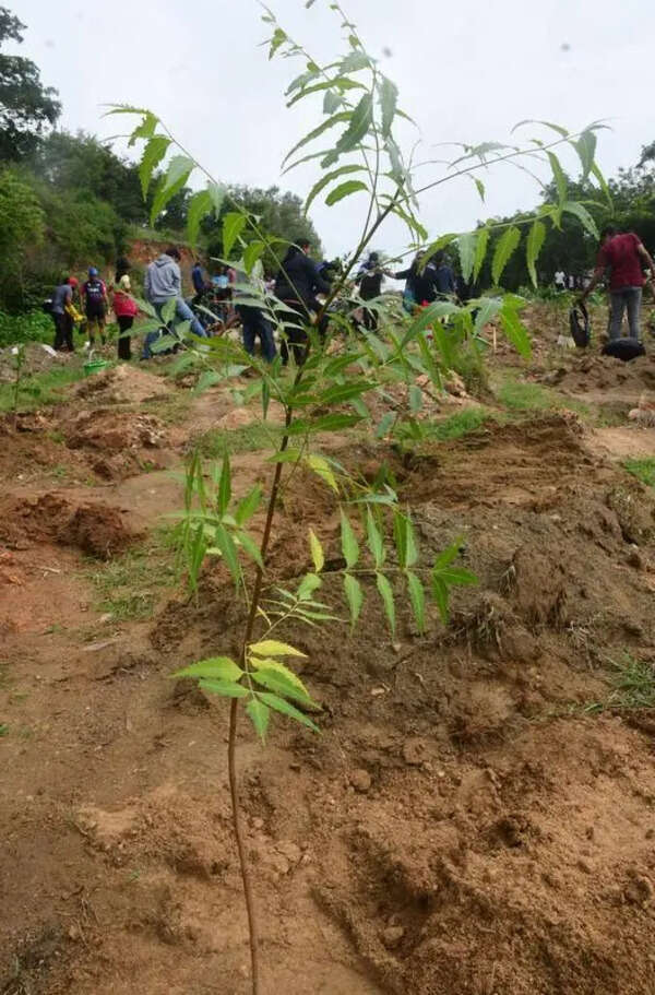 Govt cuts tree-planting target to3 crore amid sapling shortage