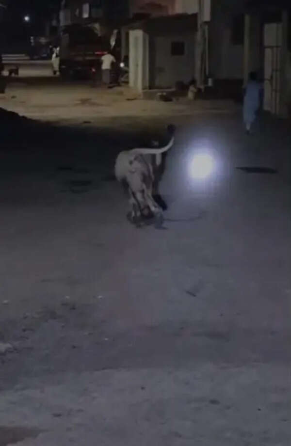 Lion agitated by mobile torches charges at girl