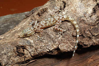 Hemidactylus Chipkali: New species of lizard discovered