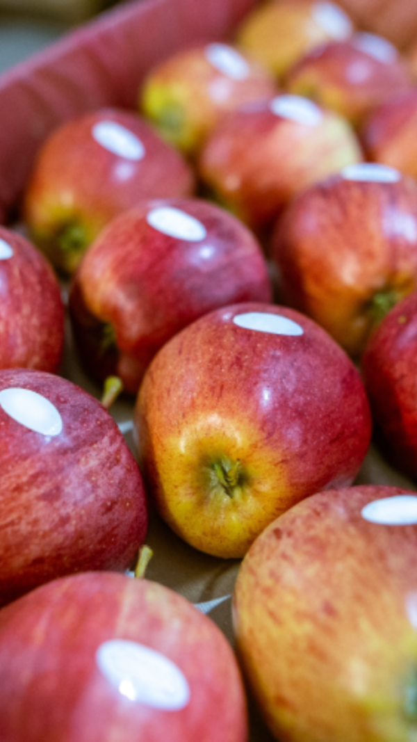  பழங்களில் ஏன் ஸ்டிக்கர் ஒட்டுகிறார்கள் தெரியுமா? இப்போது தெரிந்துகொள்ளுங்கள் 