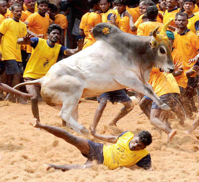 Taking bullfight ban by its horn