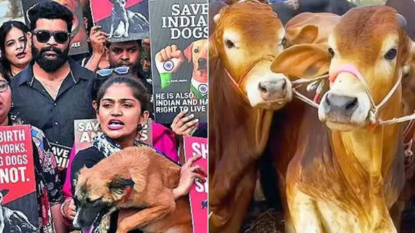 In a 1st, NCRB tracks cases of cruelty against animals: 10,312 arrested in 2024