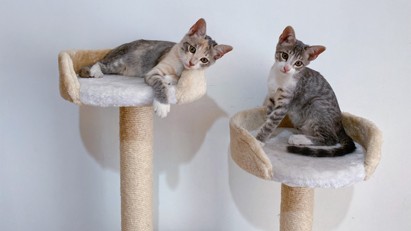 From Napping to Climbing: Why Cats Love Cat Trees