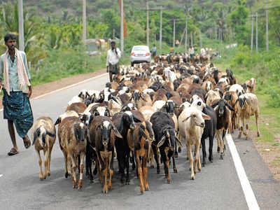 Story behind the photo: Counting sheep