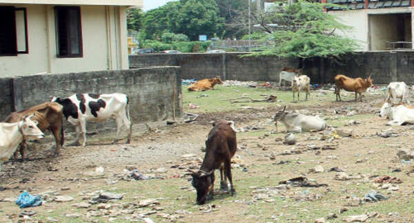 Illegal slaughtering puts health of Kochiites at risk