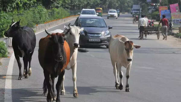 Madras high court imposes total ban on slaughter of cow and calf in Tamil Nadu