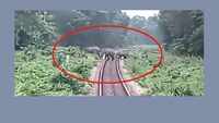 Prompt action by train driver saves life of 15 elephants crossing railways tracks in Alipurduar 