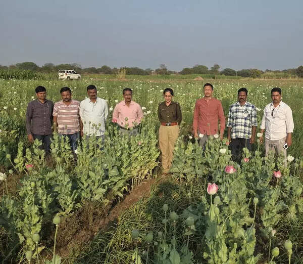 Opium plantation worth Rs 72.8 lakh seized from onion field in Dharashiv