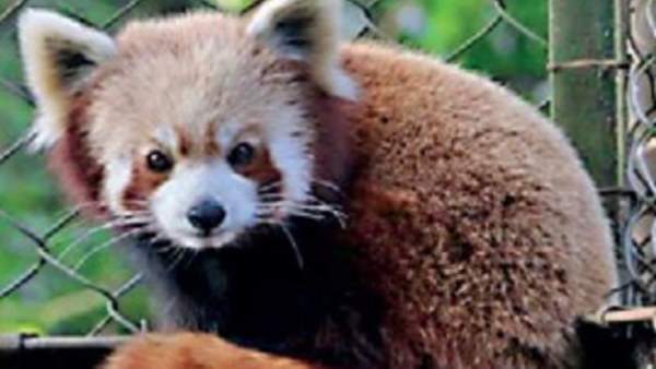 Darjeeling zoo best in country, Alipore ranks fourth on national list
