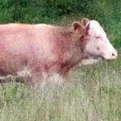 Moohunt: Choppers, infrared cameras used to find cow