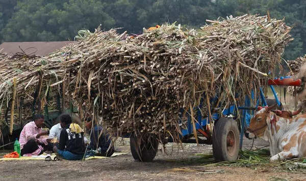 Factories imposing up to 8% wastage cut, Haveri sugarcane growers bitter