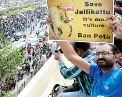 Jallikattu stir stepped up in TN