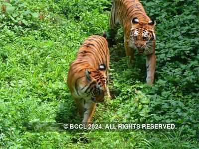 Tiger deaths: Nagpur forester ST Uikey suspended after allegations of corruption