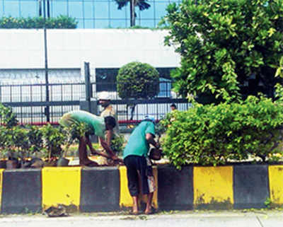 New conservation approach takes root in BKC