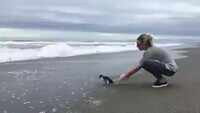 This penguin's emotional goodbye will melt your heart 