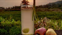 New findings trace etymology of urrak, neero, to coconut