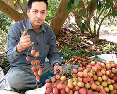 Farmers to export lychees after bumper crop