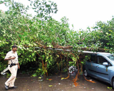 City has lost 396 trees since the rains began