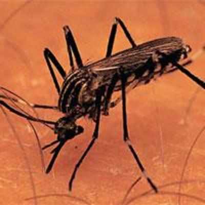 BMC puts plans in place to tackle malaria menace