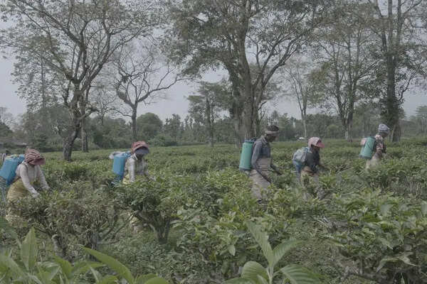 Unkept promises & unpaid wages weigh heavily on N Bengal tea garden workers