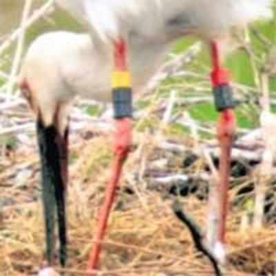 Japanese stork egg hatches in wild